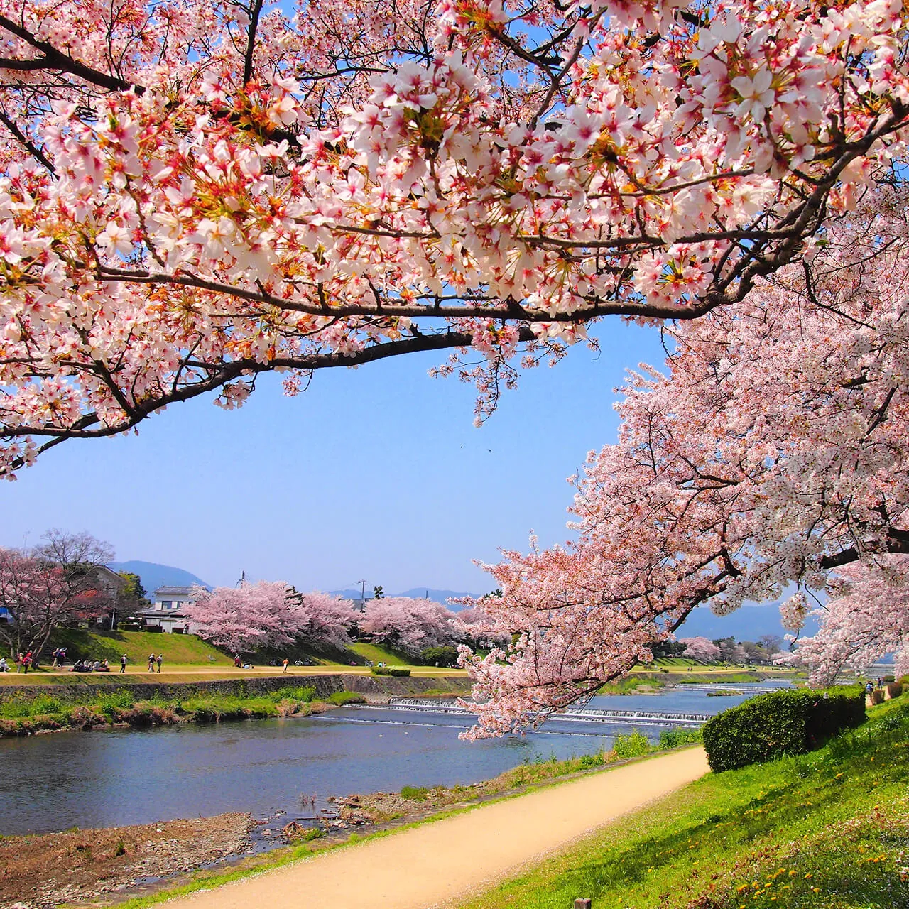 鴨川