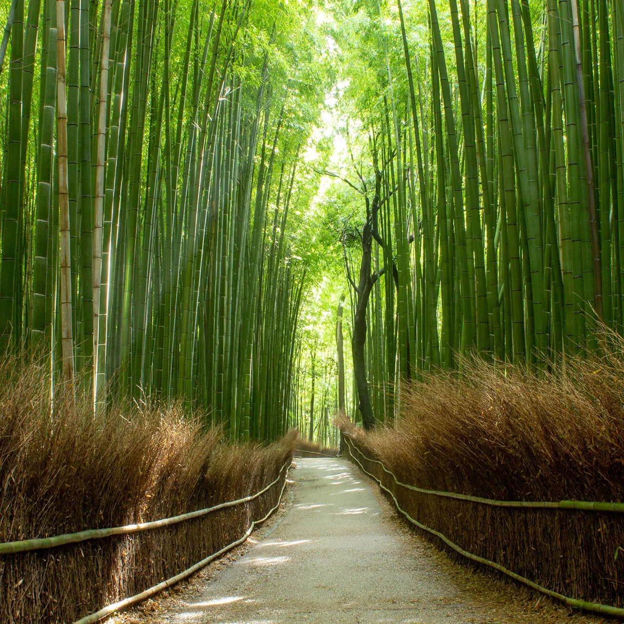 嵐山